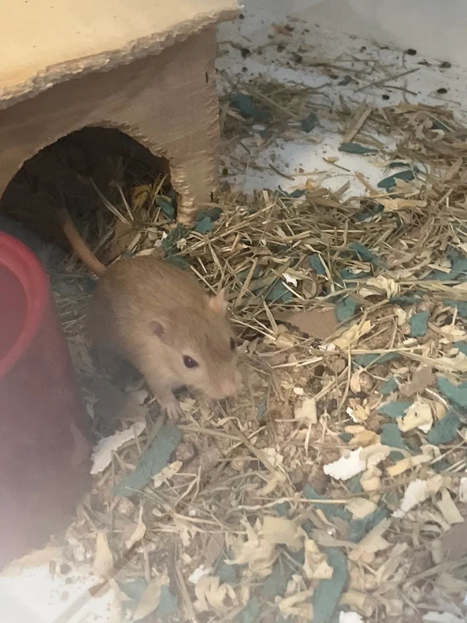 Doação Gerbil - Foto 6