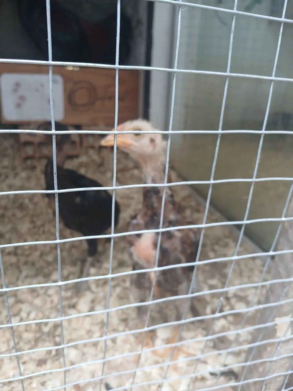Galo e galinha inguesa  - Foto 5