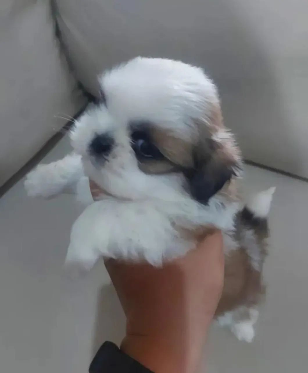 Shihtzu Filhotes Extremamente Dóceis. 