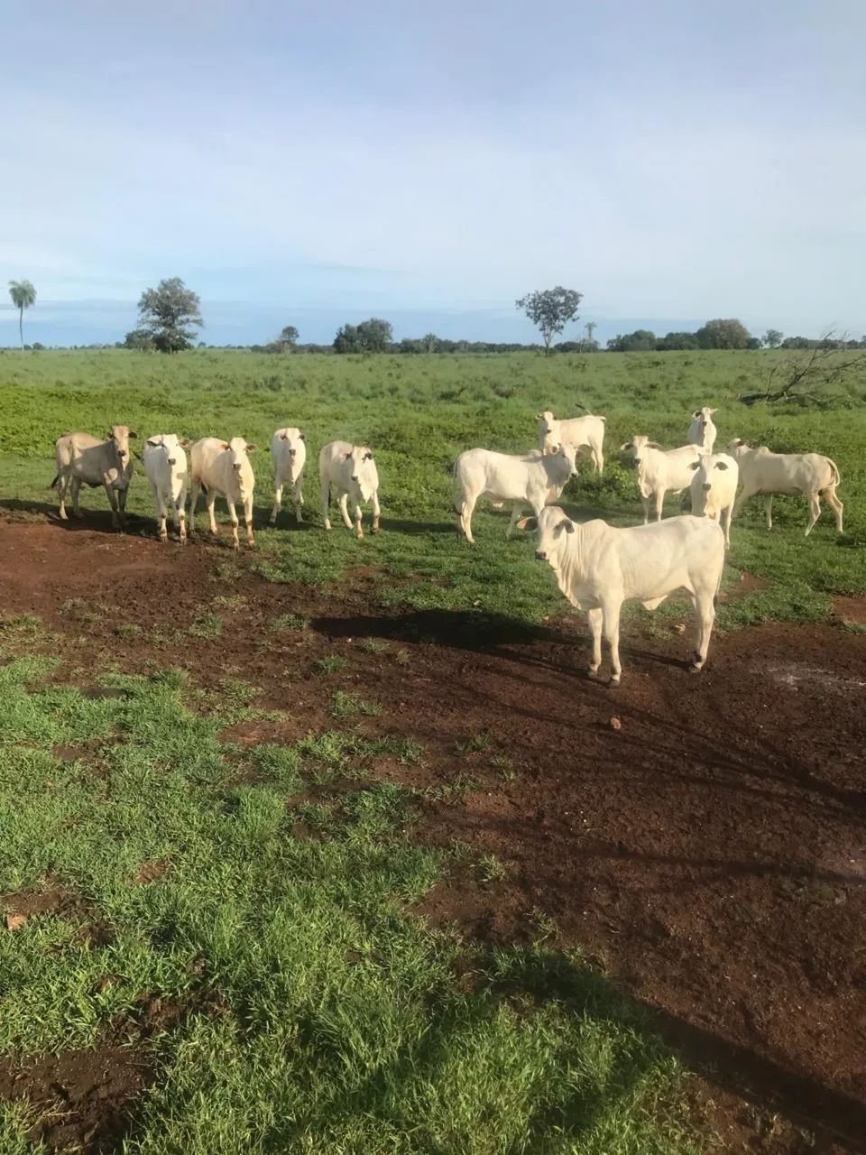 Fazenda à venda 124 alqueires | Nova Crixás - GO 