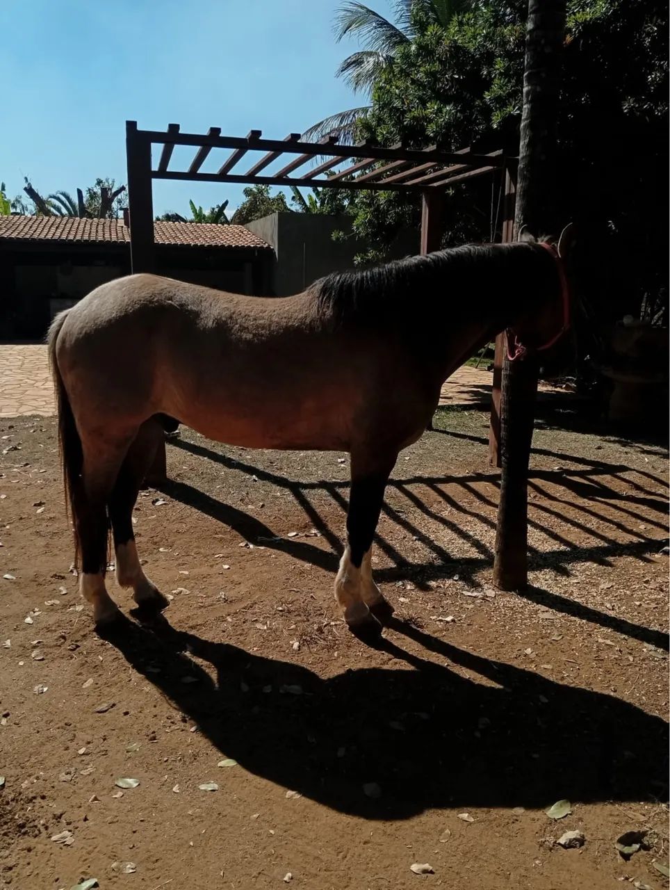 Cavalo  - Foto 4