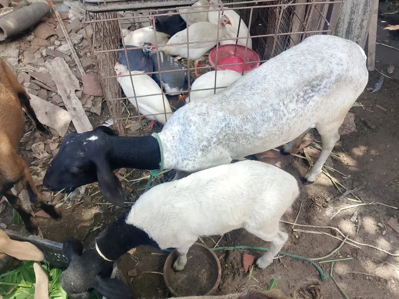 Caneira parida - Foto 5