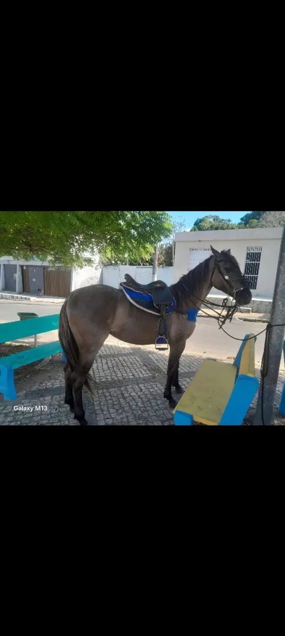 Porda bem mestiça de Quarto de Milha pra vender novinha sem muda nenhuma  - Foto 3