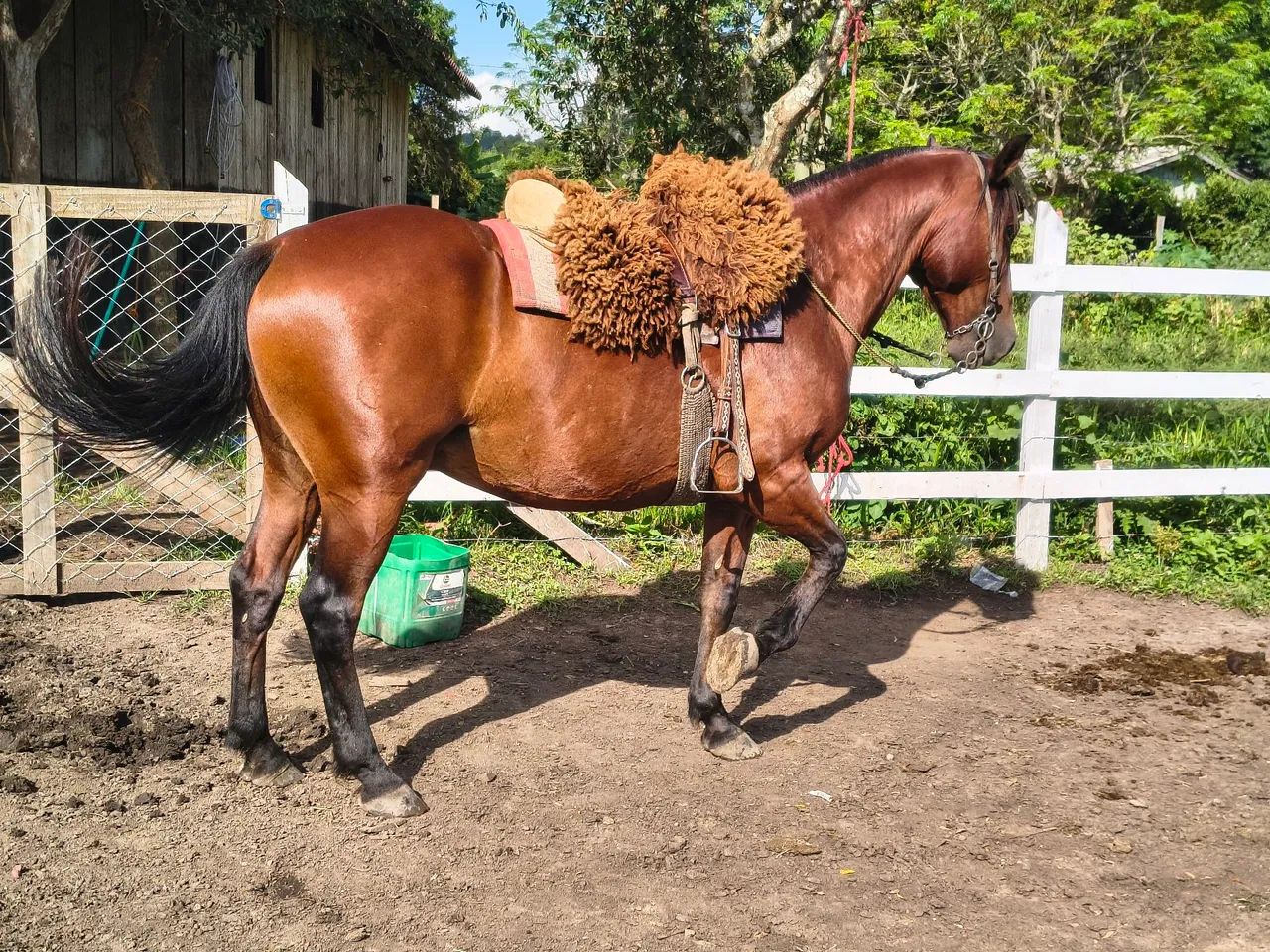 Criolo máquina  - Foto 4