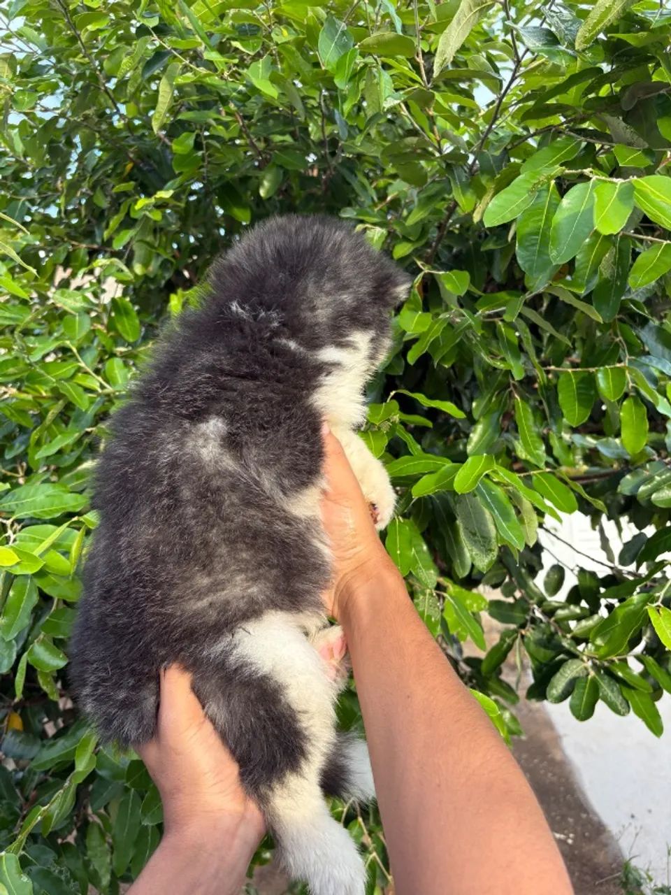 Husky siberiano - com microchip e pedigree  - Foto 5