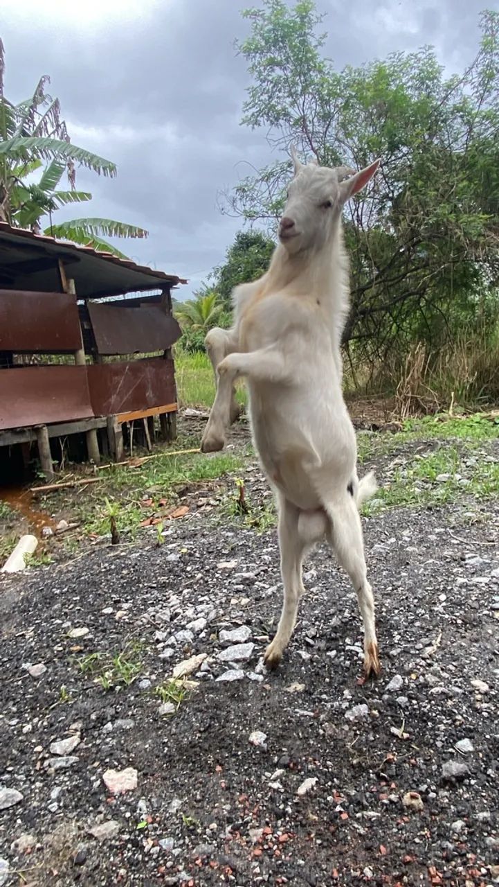 Cabrito 