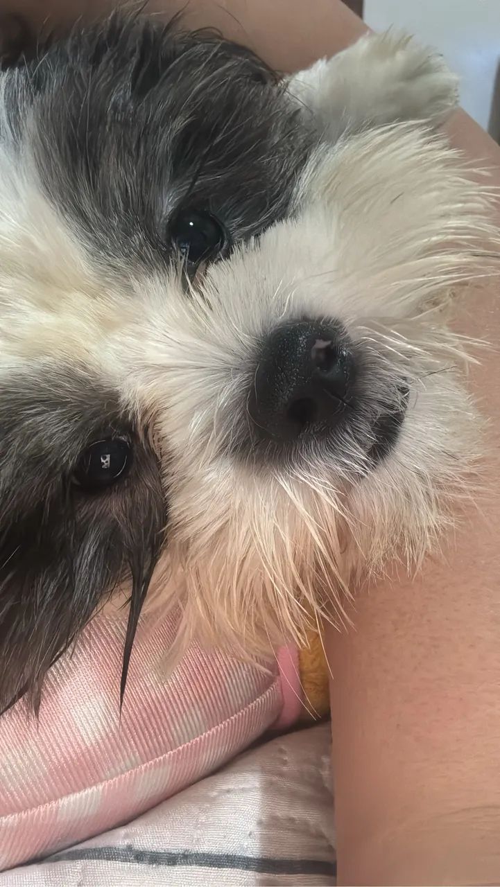 Cachorro Shitszu - Foto 3