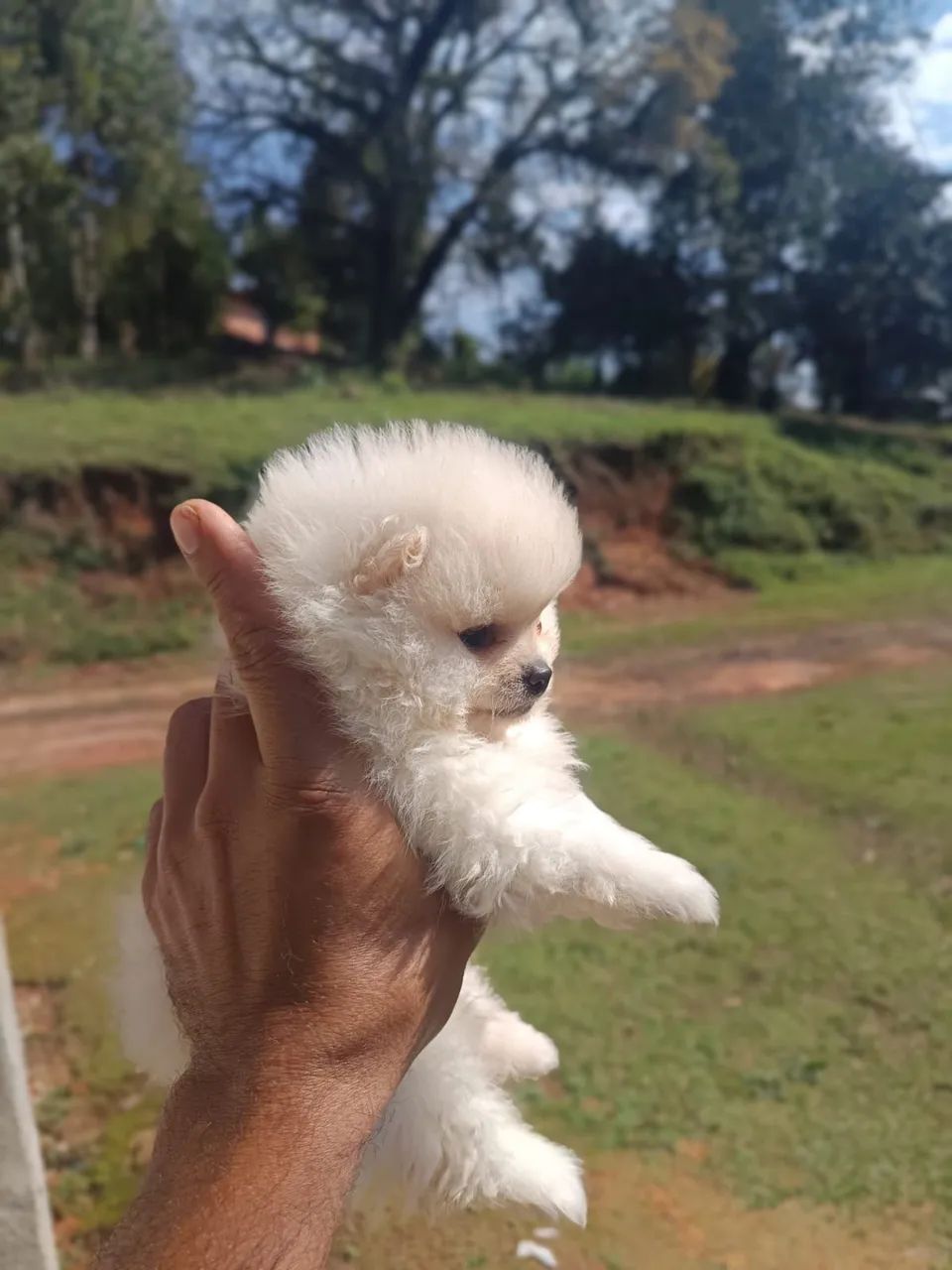 Spitz alemão 