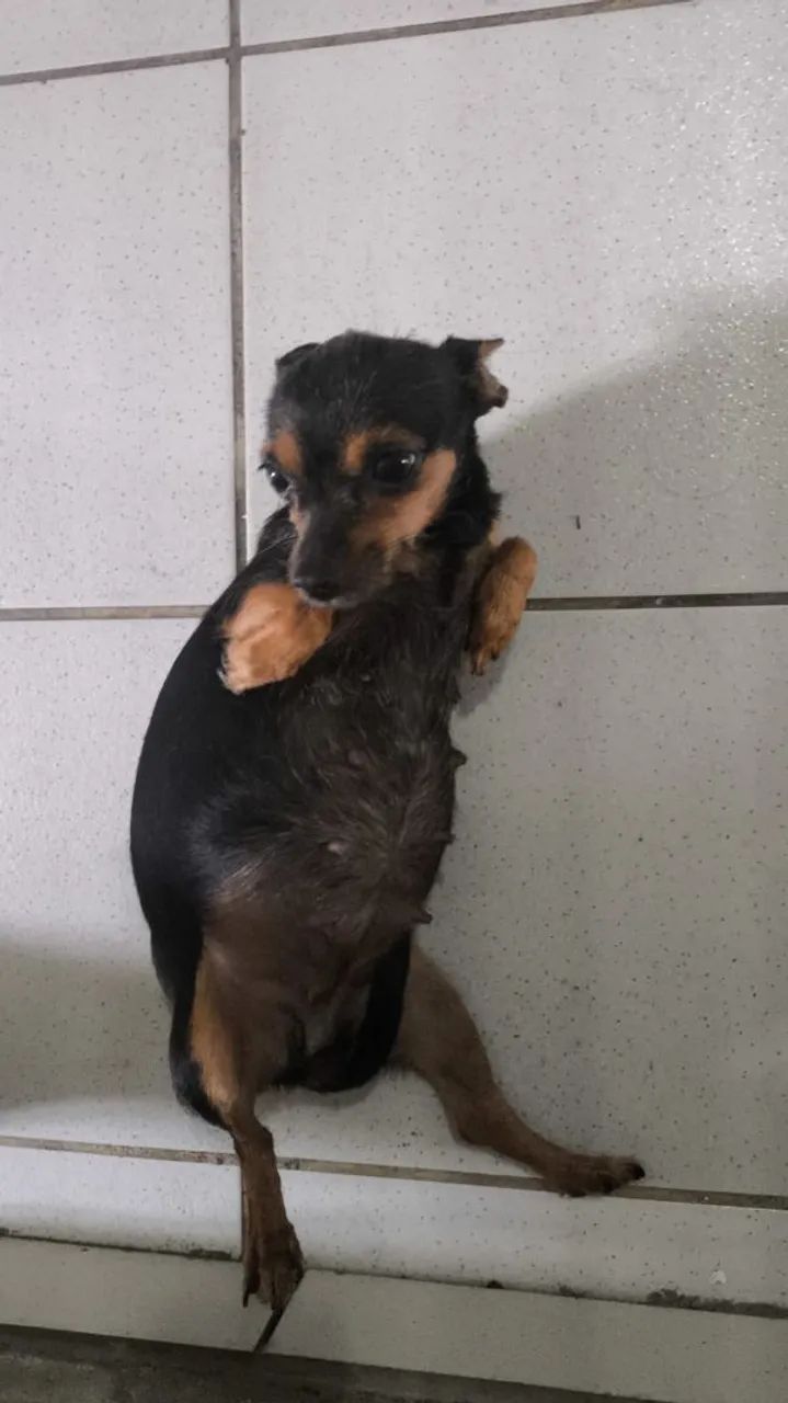 CACHORRO PINSCHER  - Foto 2