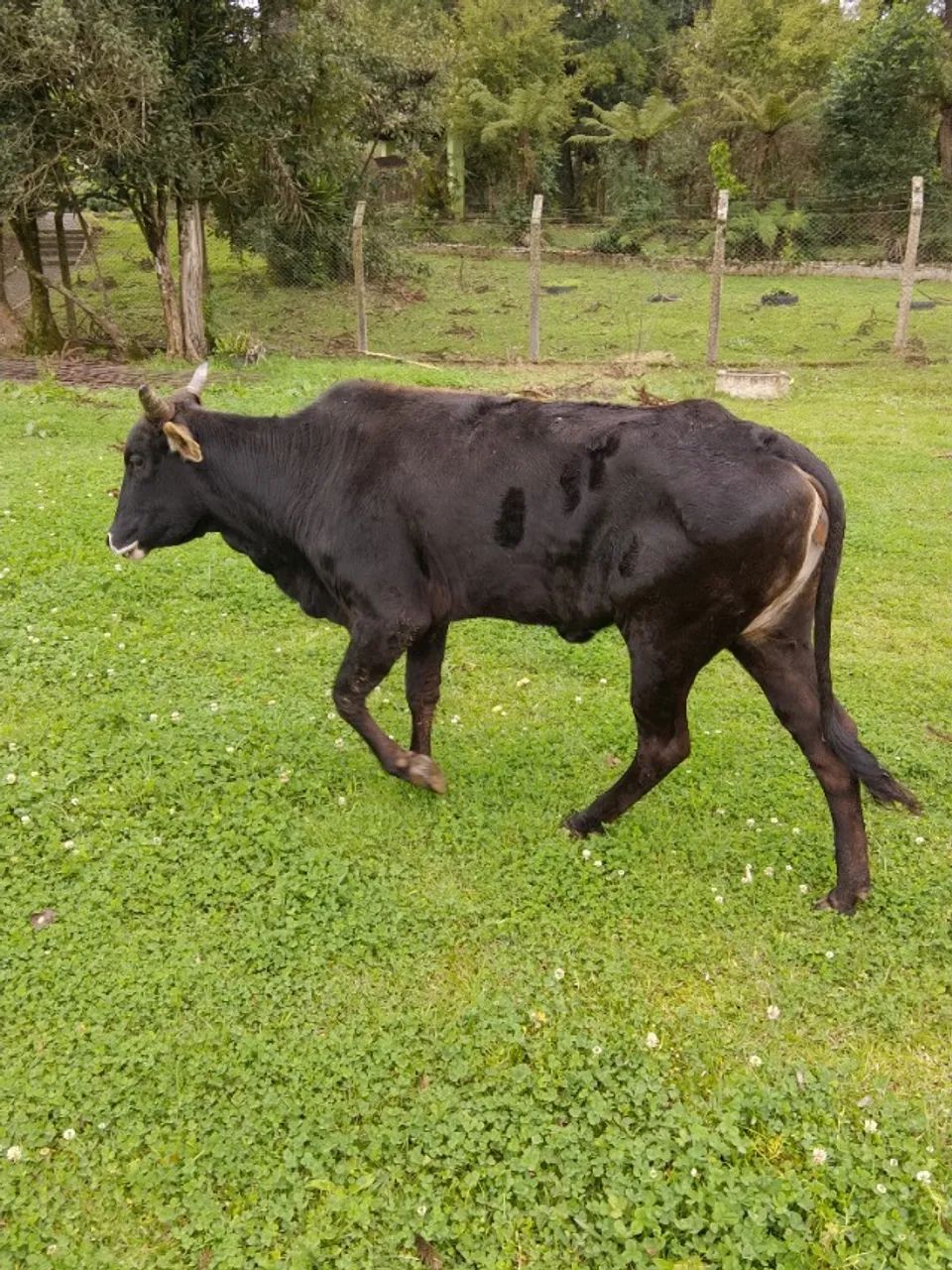 Vaca a venda - Foto 3
