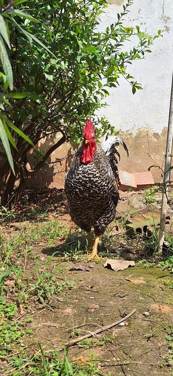 Vendo 5 galos - Foto 4