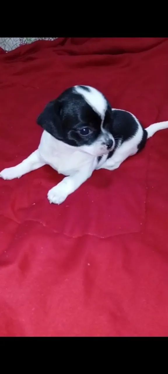 Chihuahua  - Foto 5