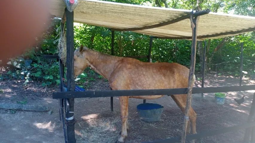 Cavalo - Foto 5