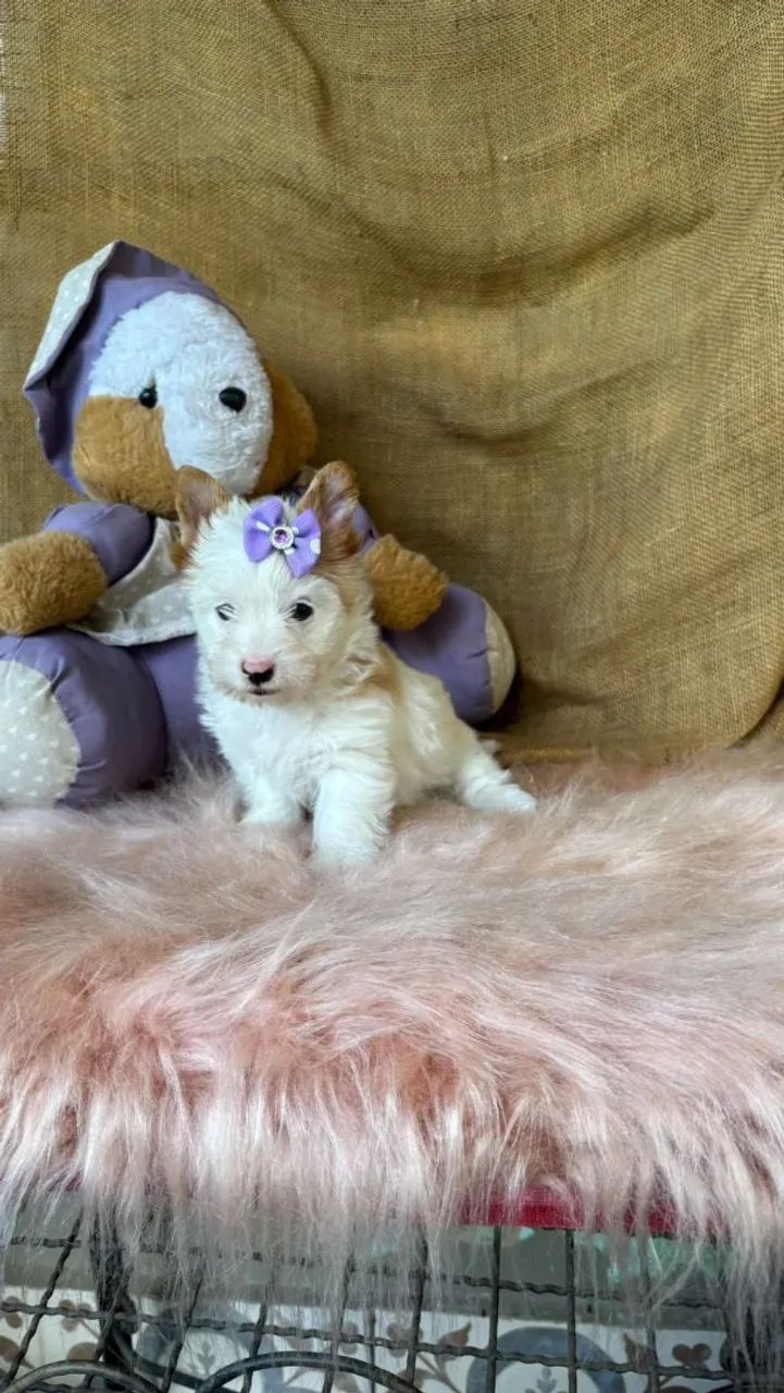 York Goldust Fêmea - Foto 3