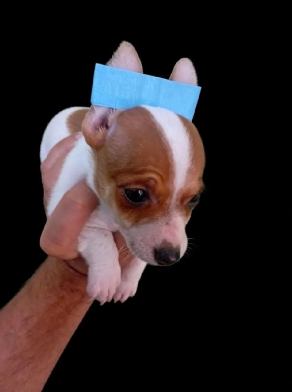 Pinscher macho 