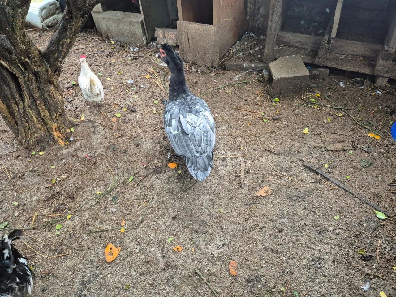 Patos - Foto 4