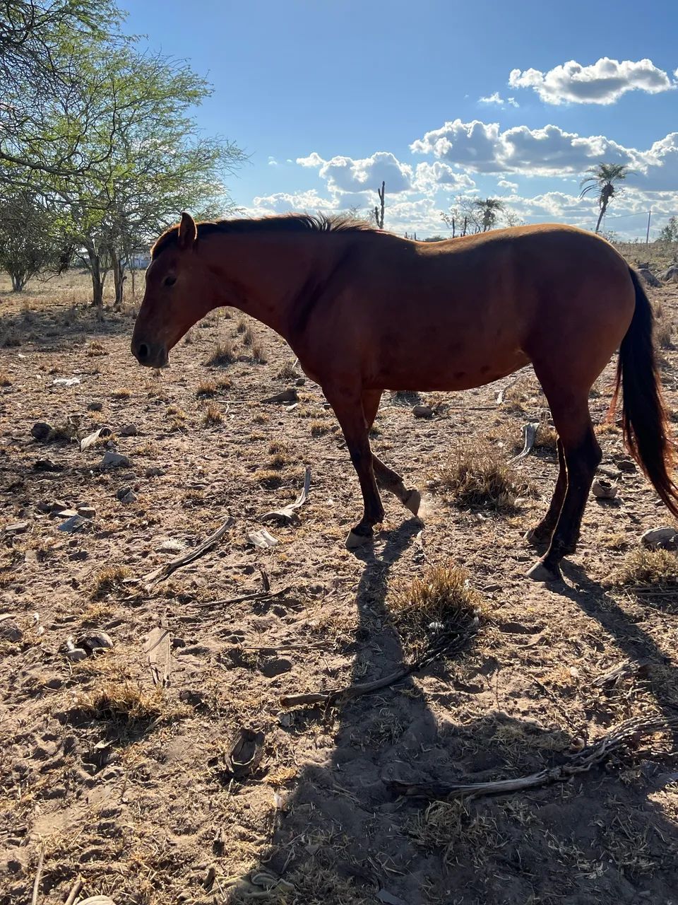 Égua mestiça de quarto de milha pra campo - Foto 2