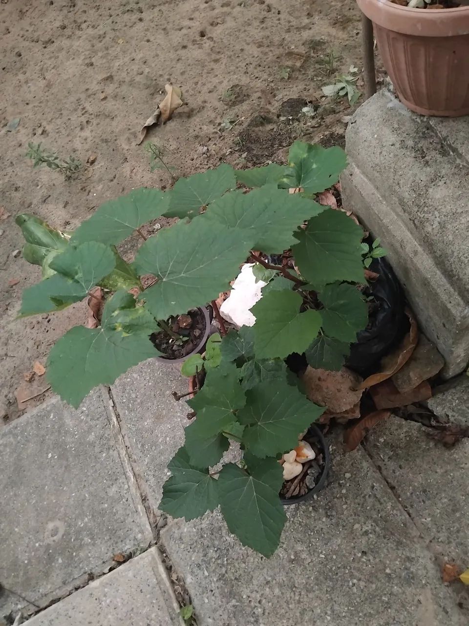 MUDAS DE FRUTIFERAS - Foto 3