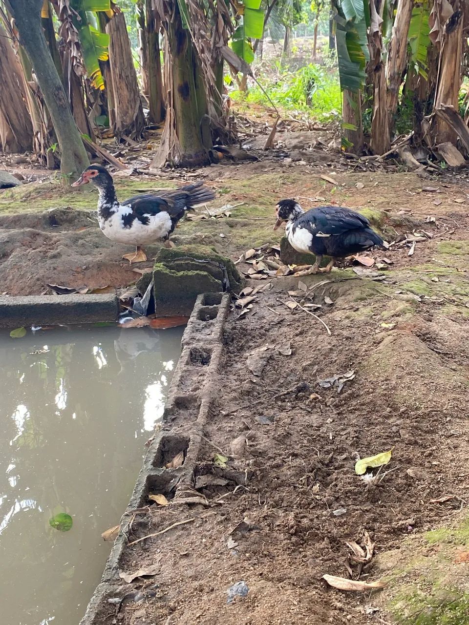 Patos ?  - Foto 3