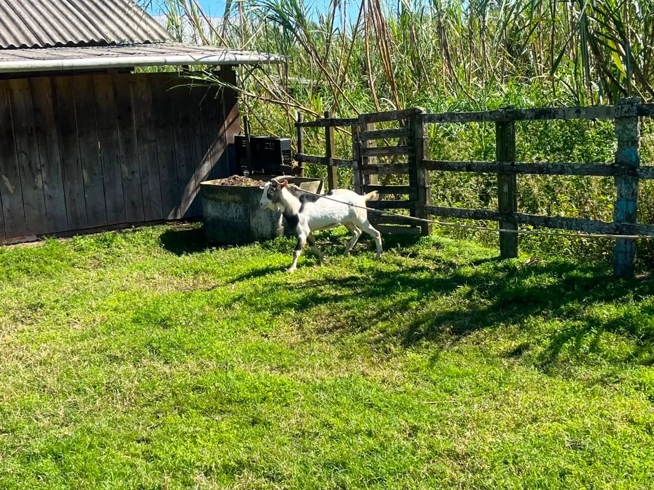Junta de cabrito  - Foto 5