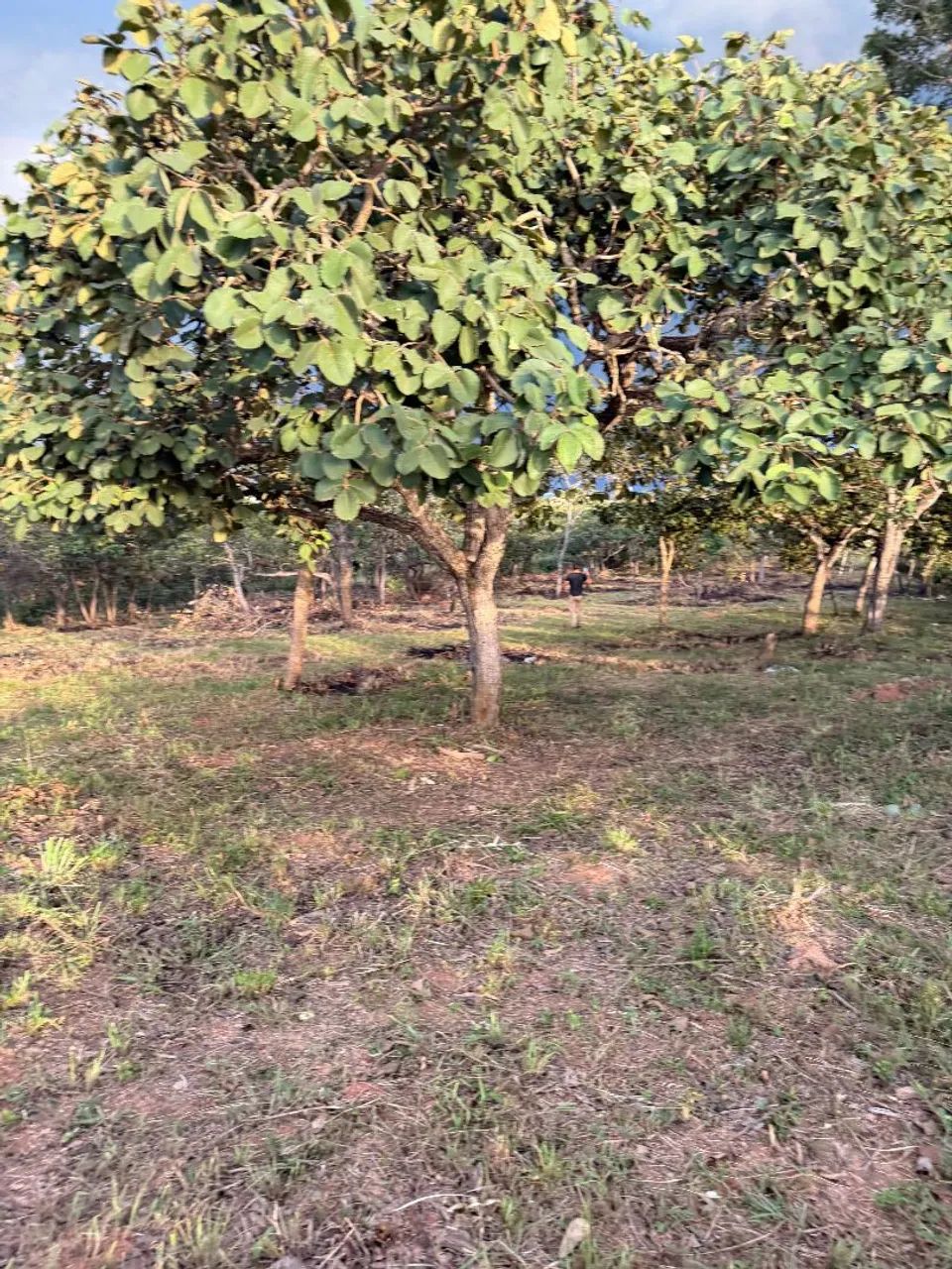 Terreno em mateus leme no asfalto  - Foto 2