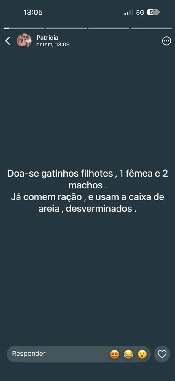 Doa-se gatinhos  - Foto 4