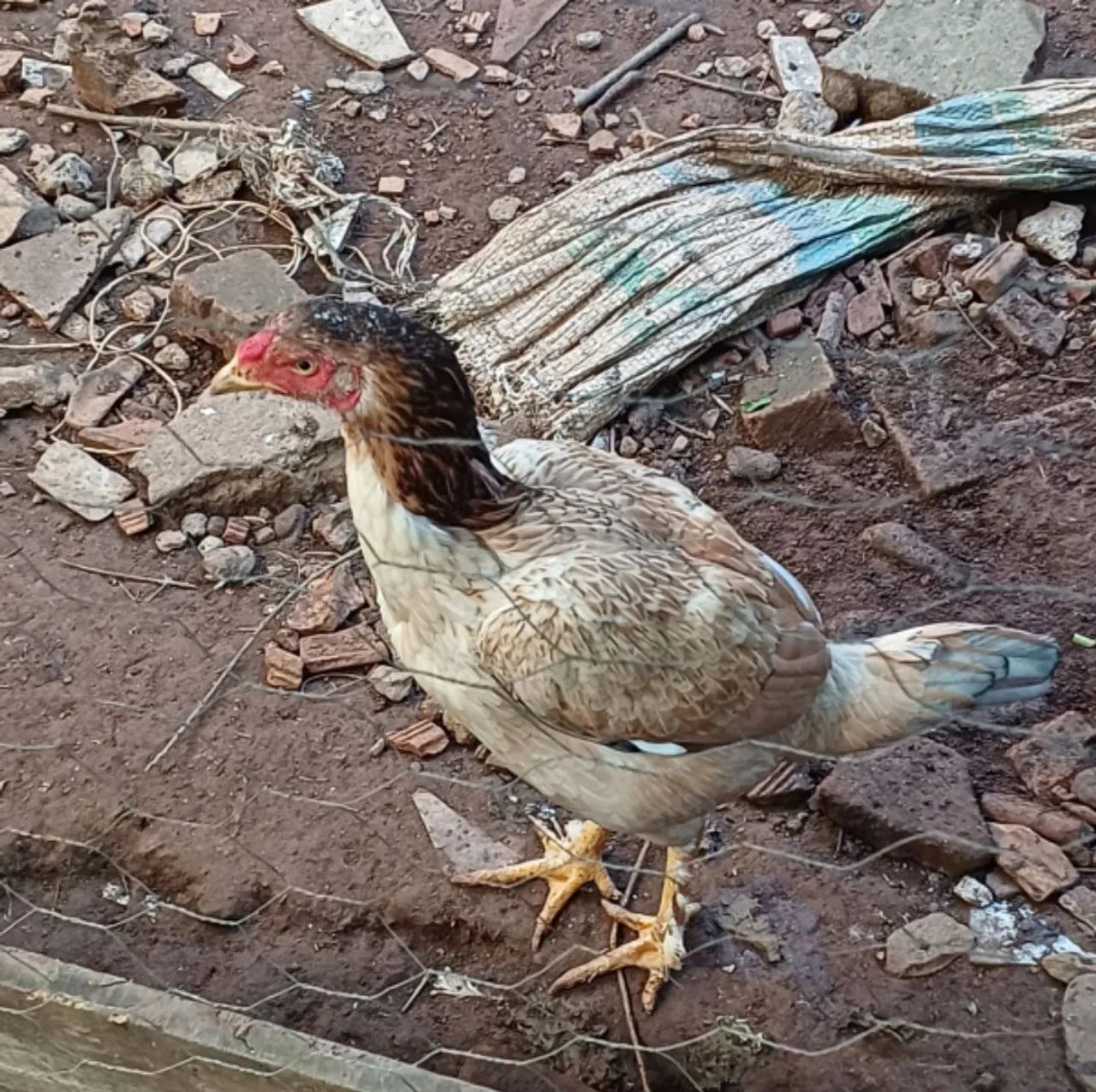 02 Galinha índia 