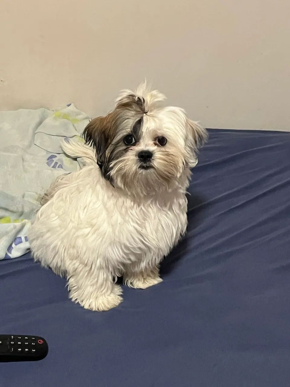 Shihtzu  - Foto 3