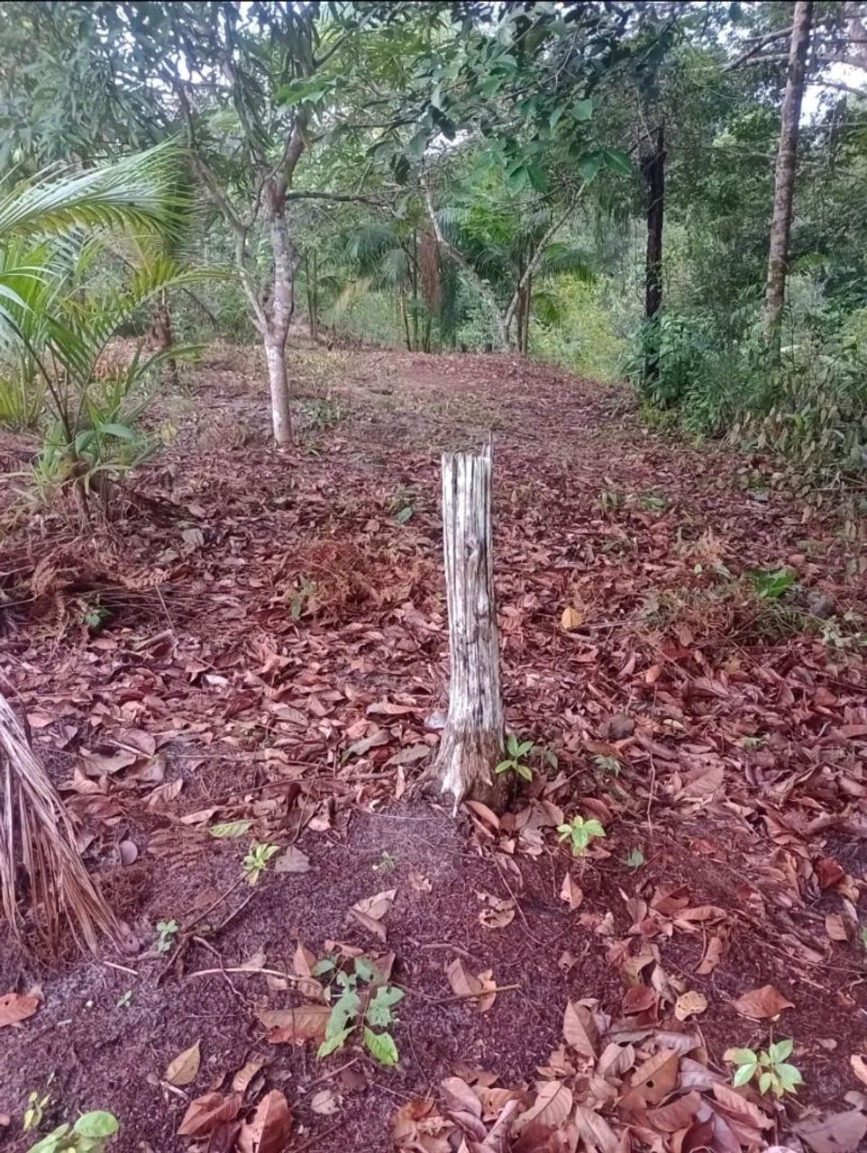 Terreno no pau rosa  - Foto 3