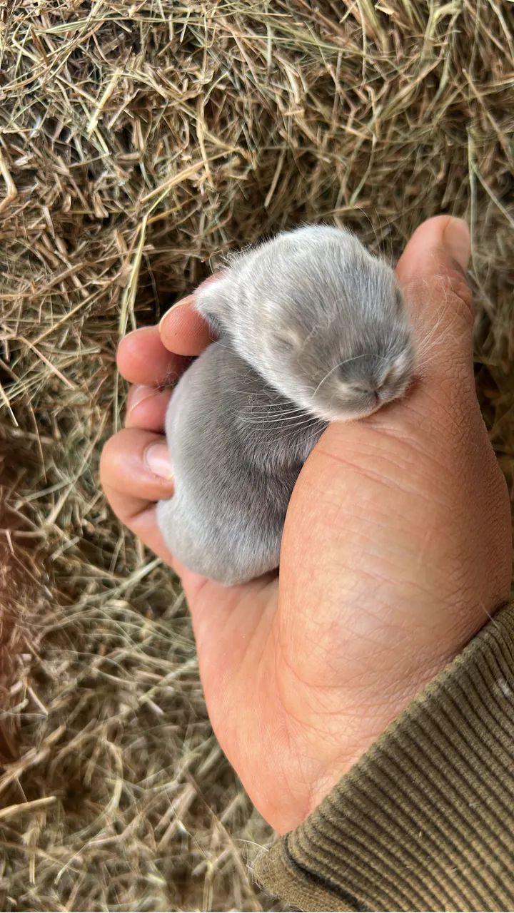 Mini coelhos  - Foto 2
