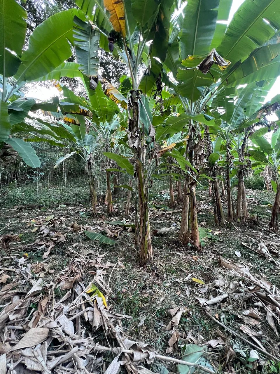 TERRENO 15x20 EM PACOTI! Pagamento facilitado - Foto 3
