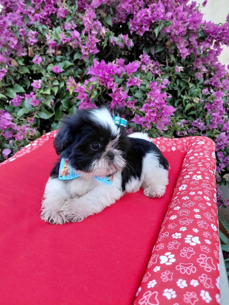 Filhote de Shih-tzu macho  - Foto 3