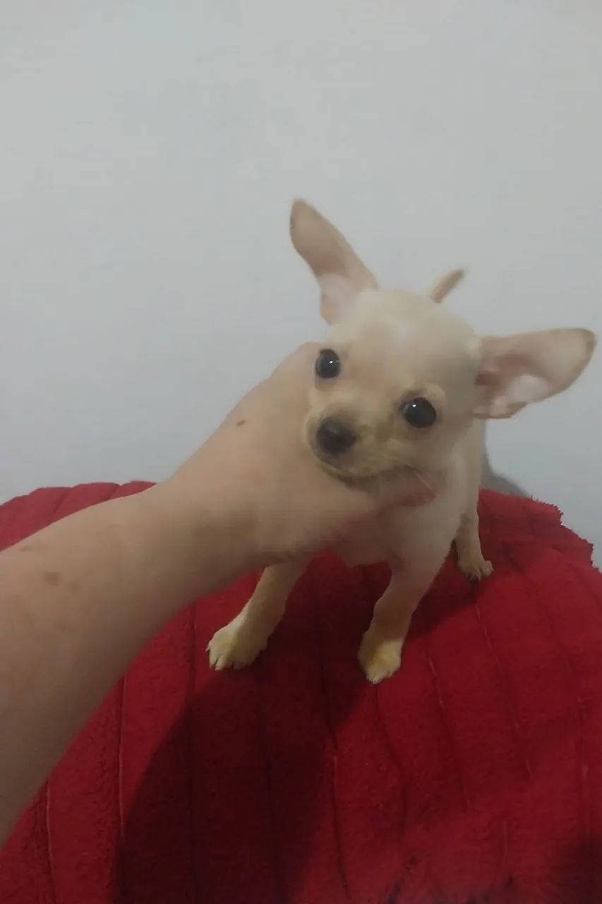 Chihuhua  - Foto 4