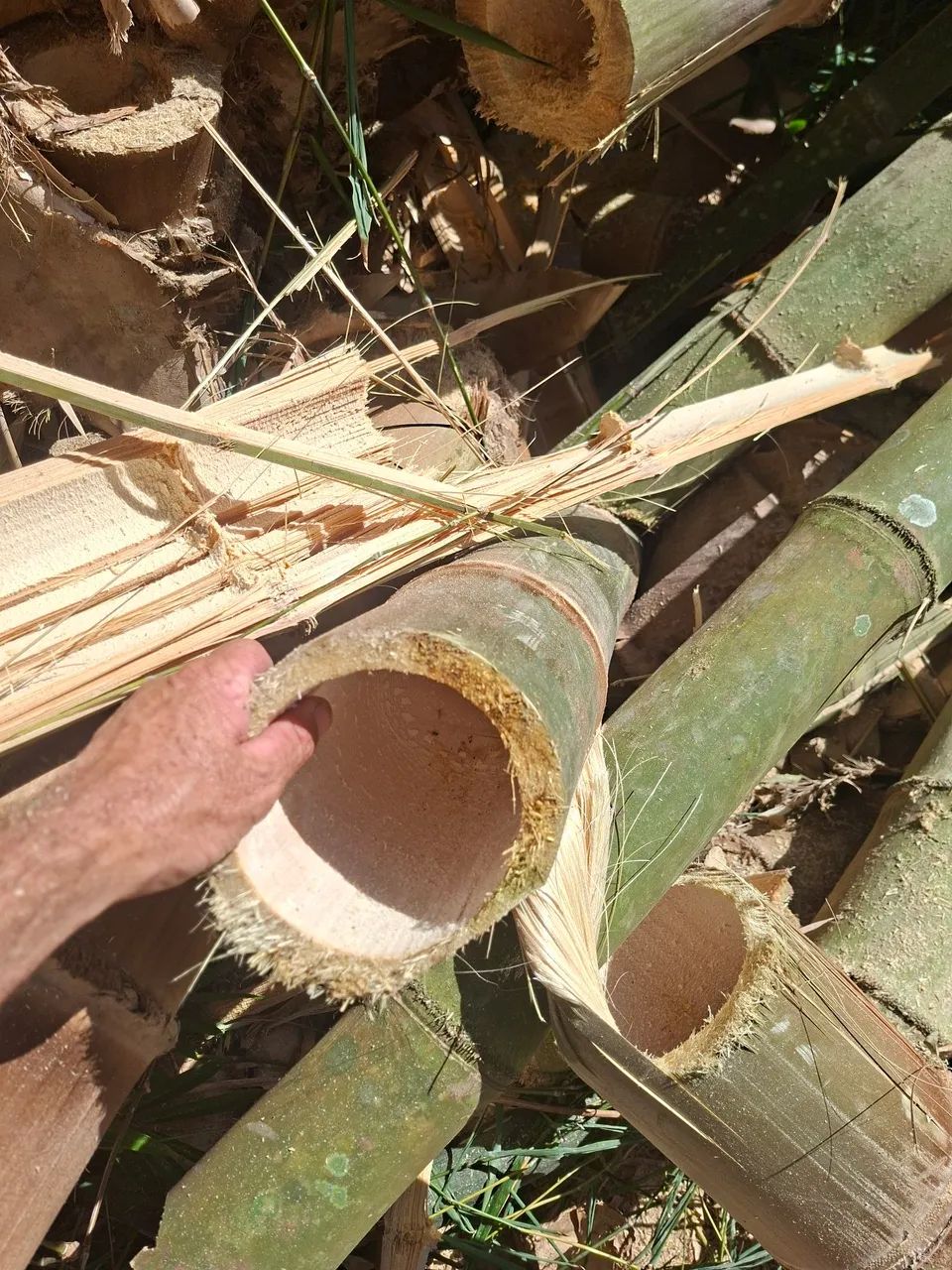 Vende se bambu  - Foto 3