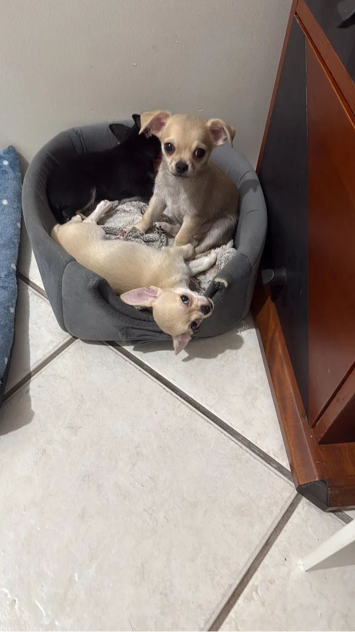 Chihuahua  - Foto 3