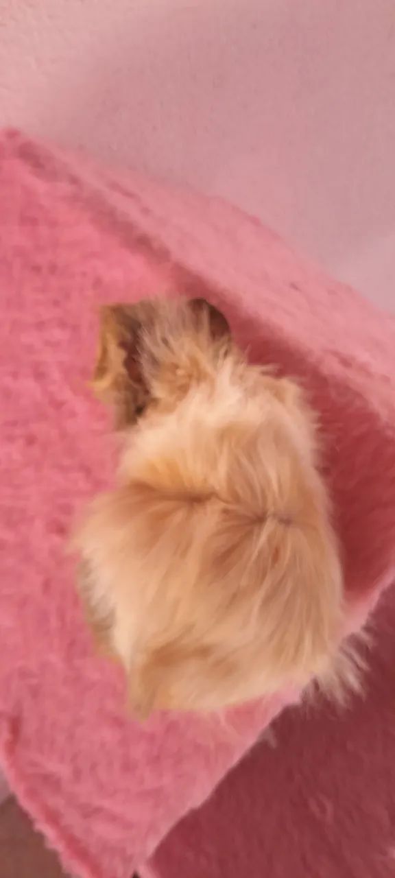 Porquinho da Índia Fêmea  - Foto 4