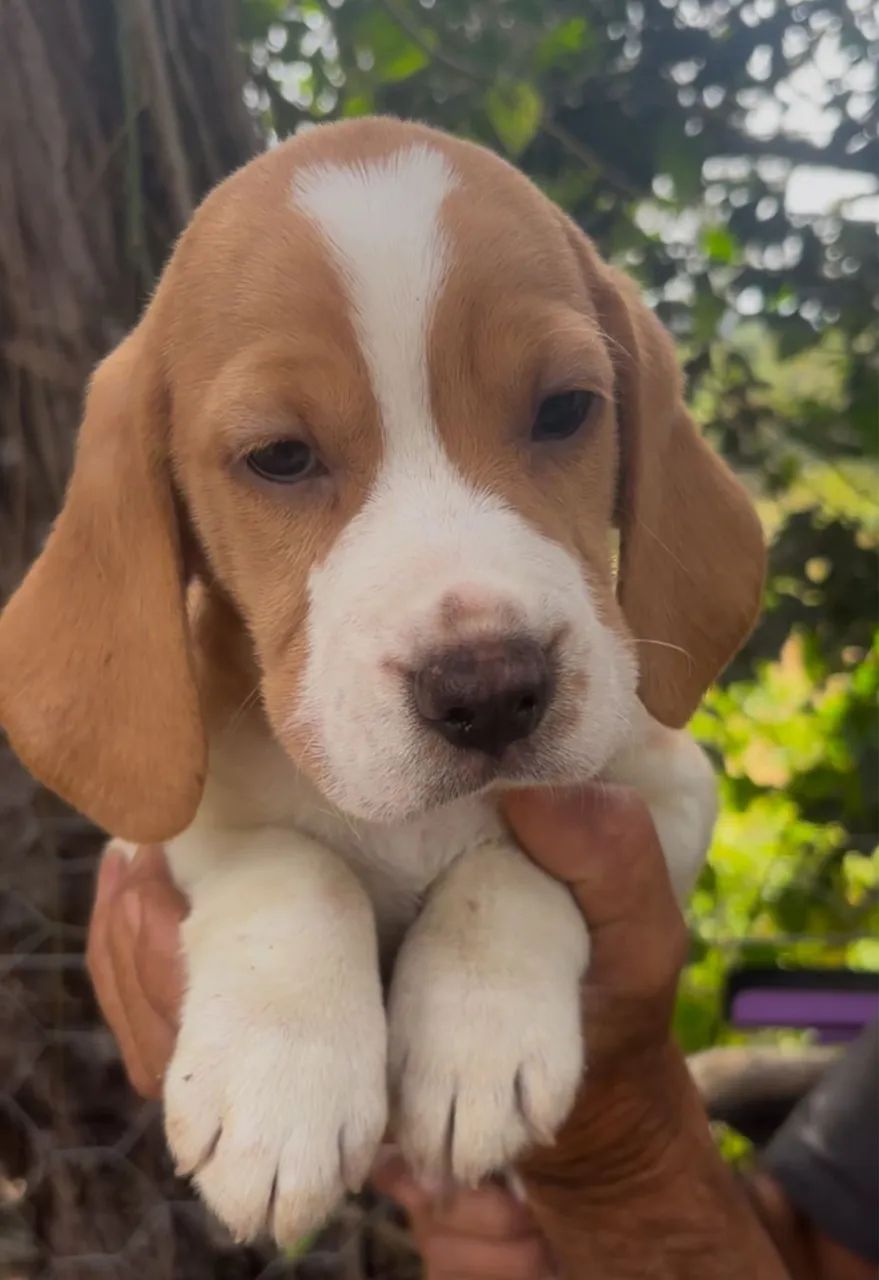 Maravilhosos beagles  - Foto 2