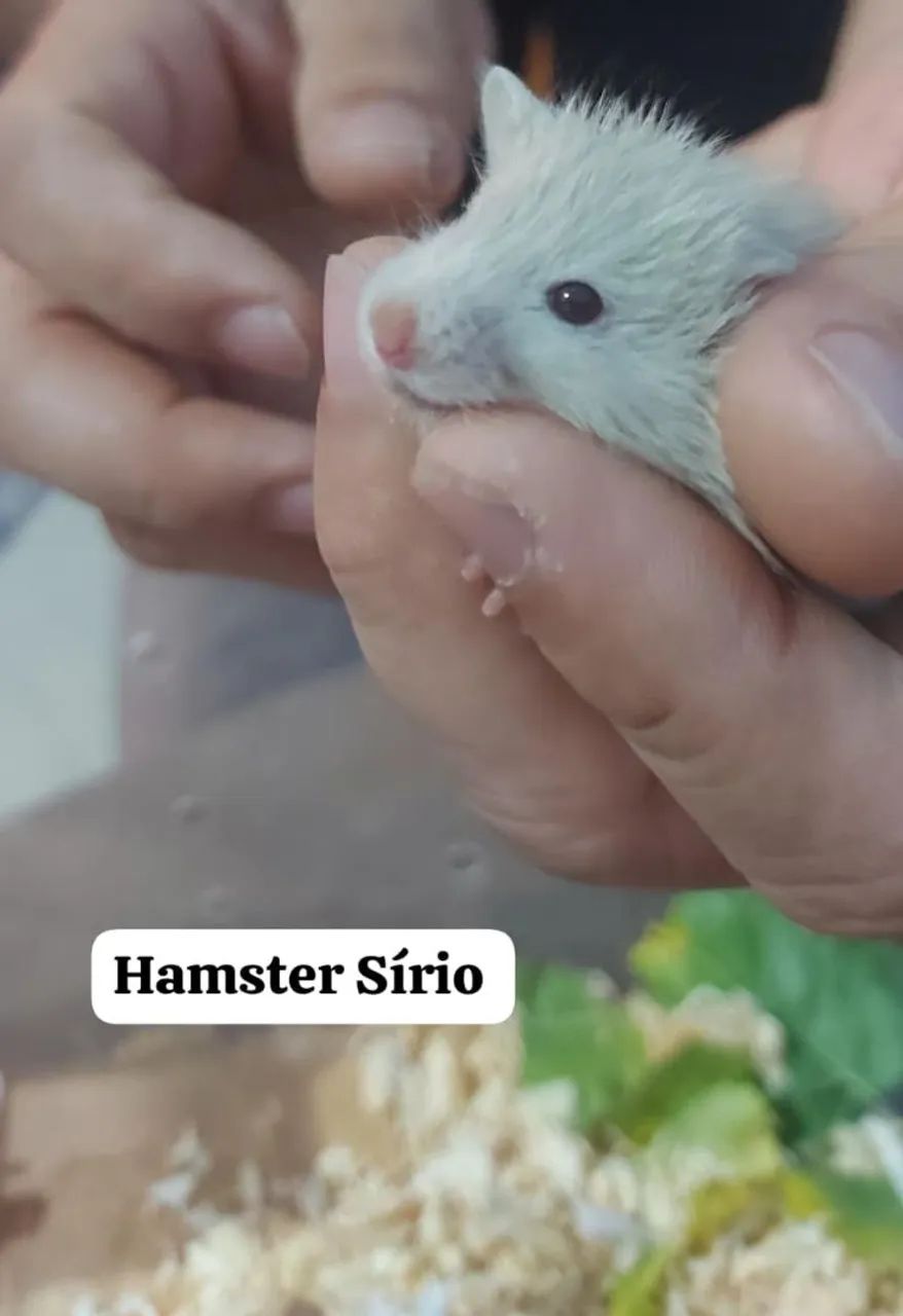Hamster Sírio  - Foto 6