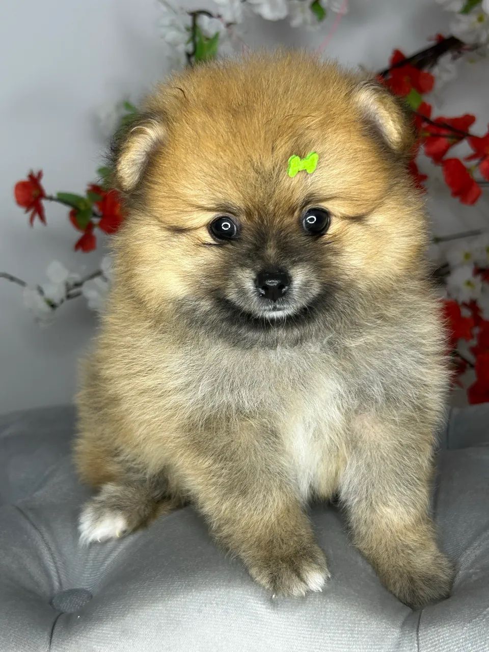 Spitz alemão macho 