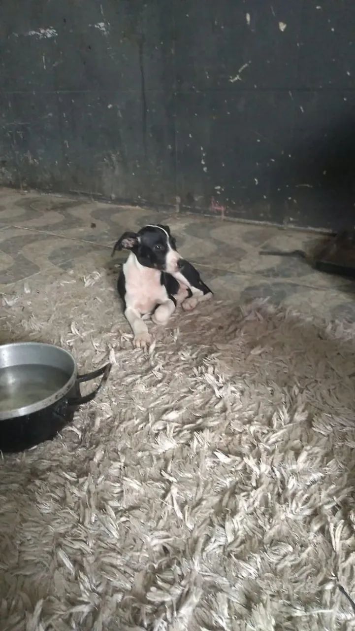 Doa-se cachorinhos - Foto 2