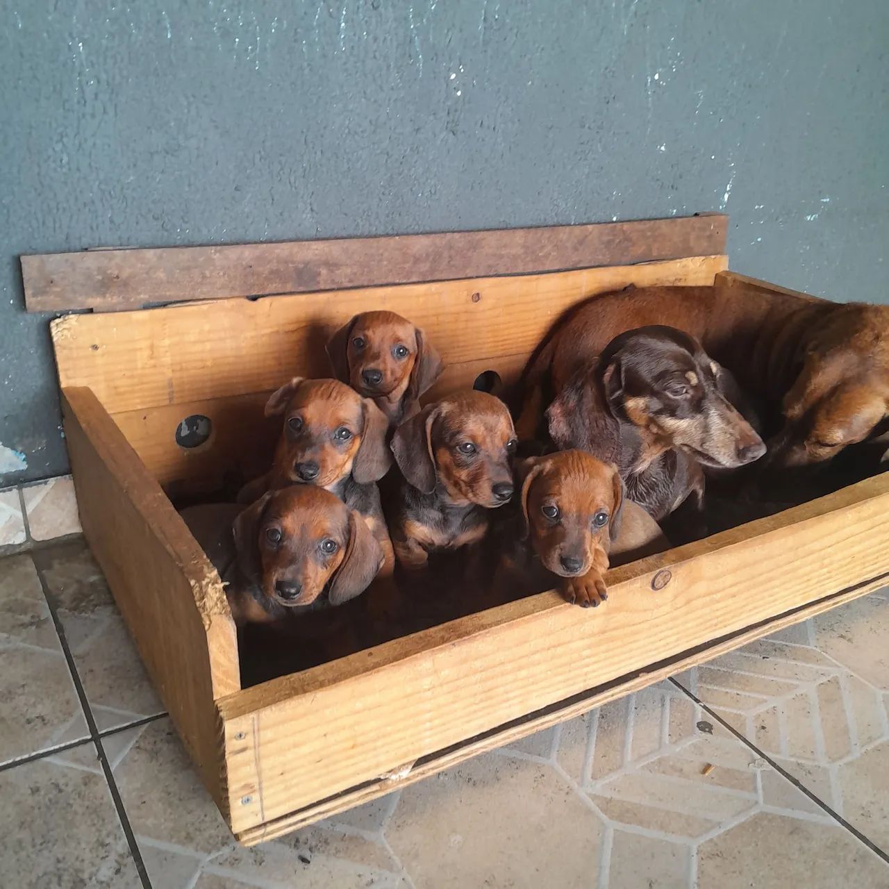 Cachorro  - Foto 2
