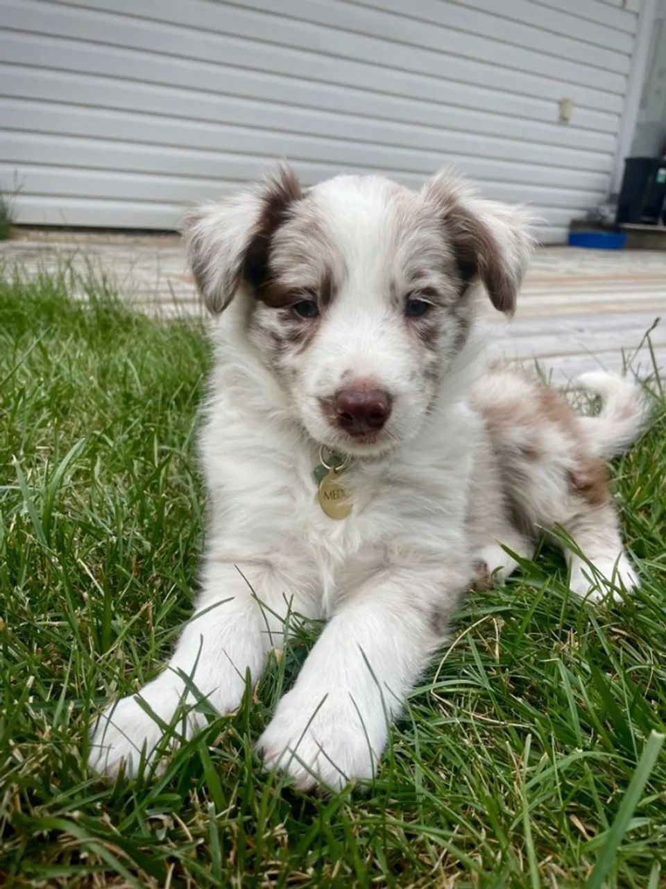 Filhotes de Border Collie como aprender viver !