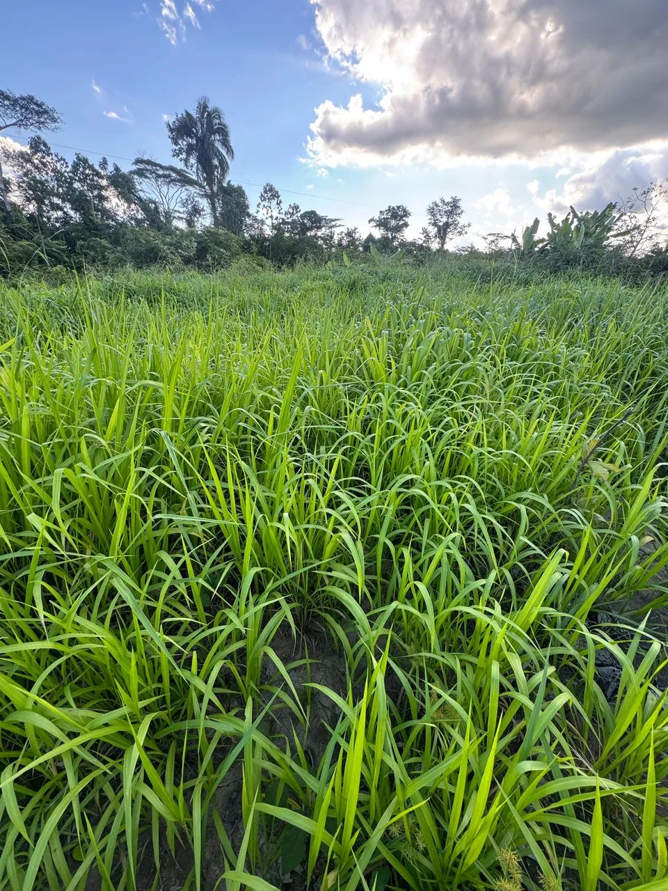 Vende-se 50 H.A Terra com Título Definitivo  - Foto 4