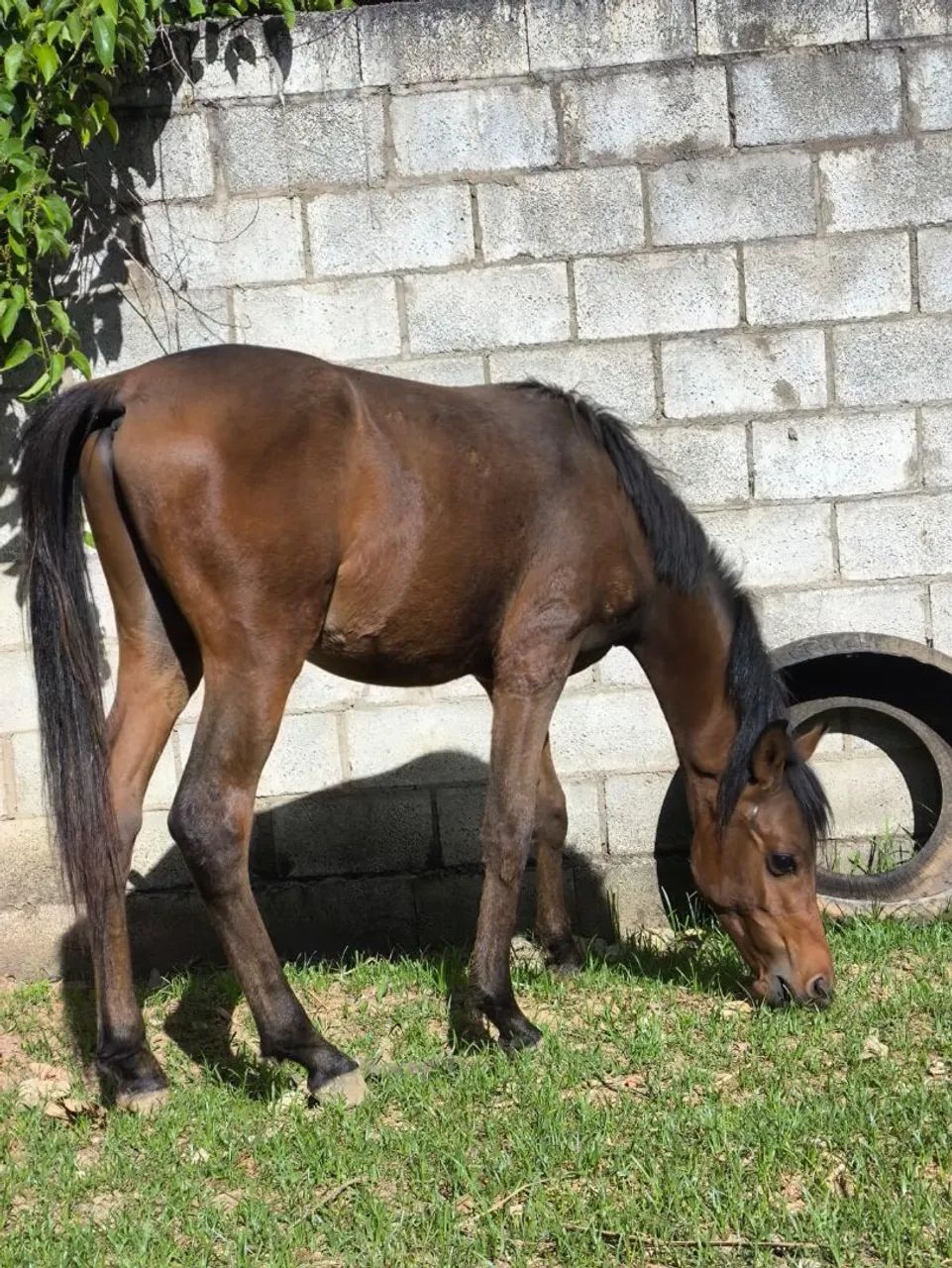 Potro  - Foto 2