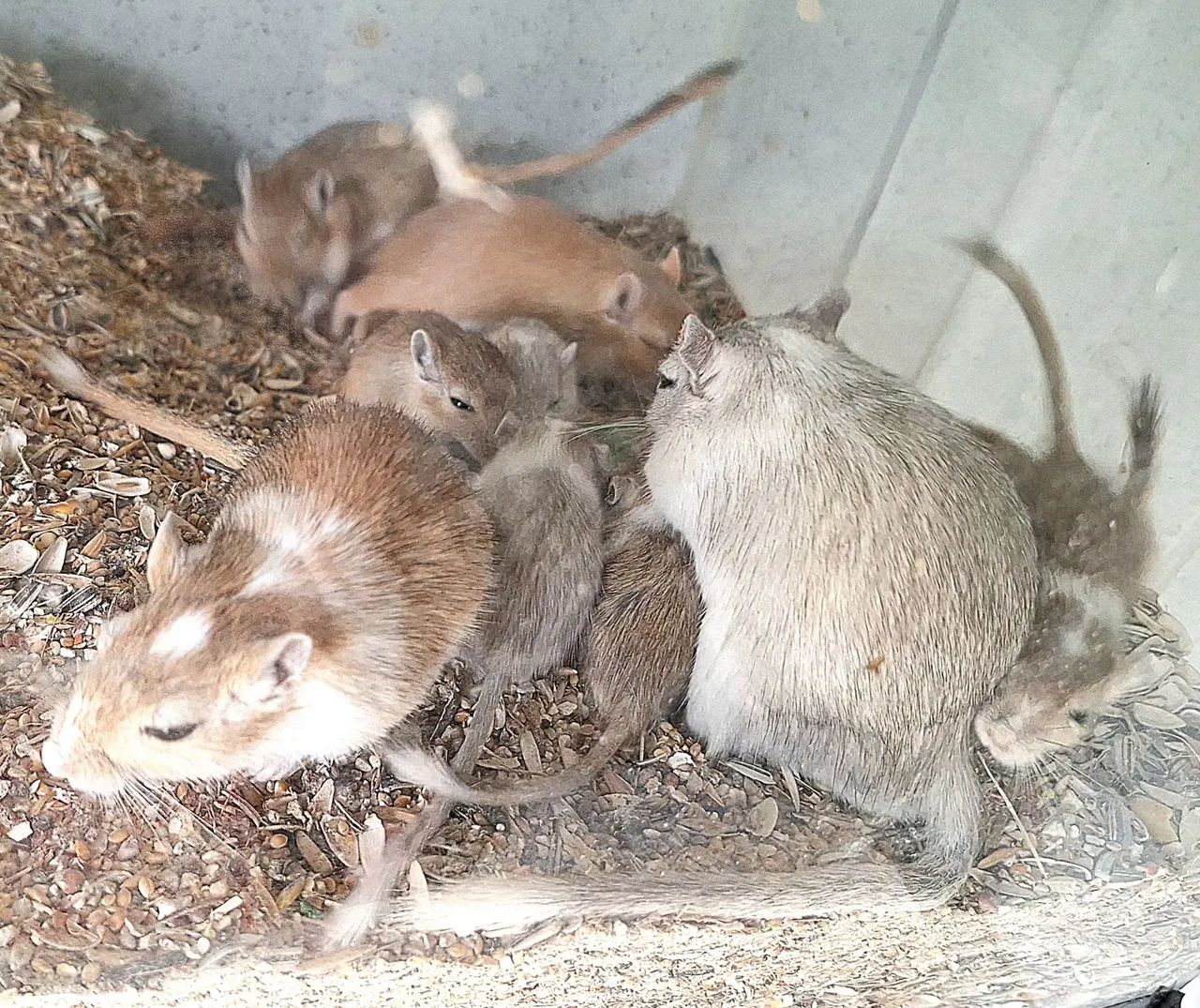 Gerbil, esquilo da mongólia 