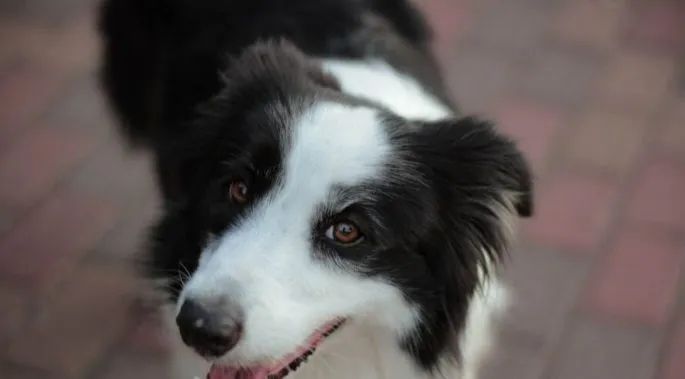 Doando uma cachorro de raça boder collie