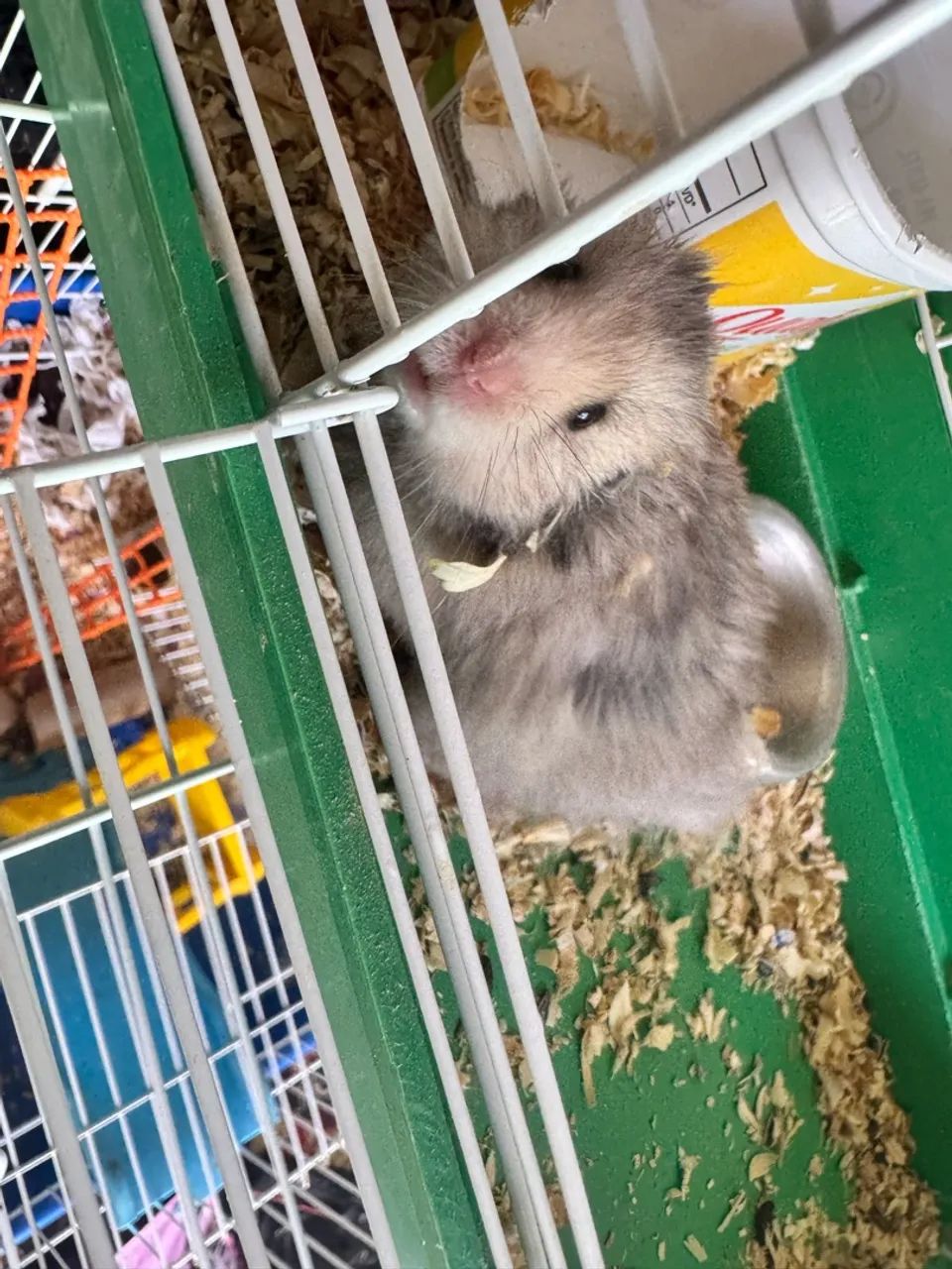 Hamster  - Foto 2