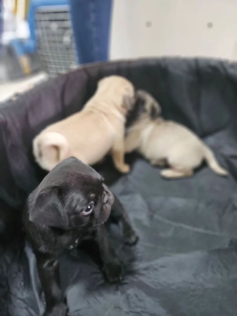 Pug - filhotes - Foto 2