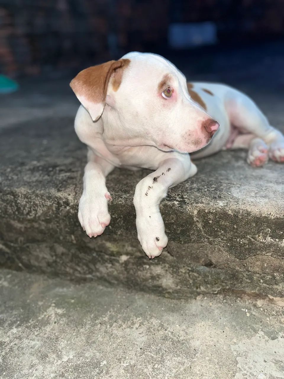 Pitbull  - Foto 5