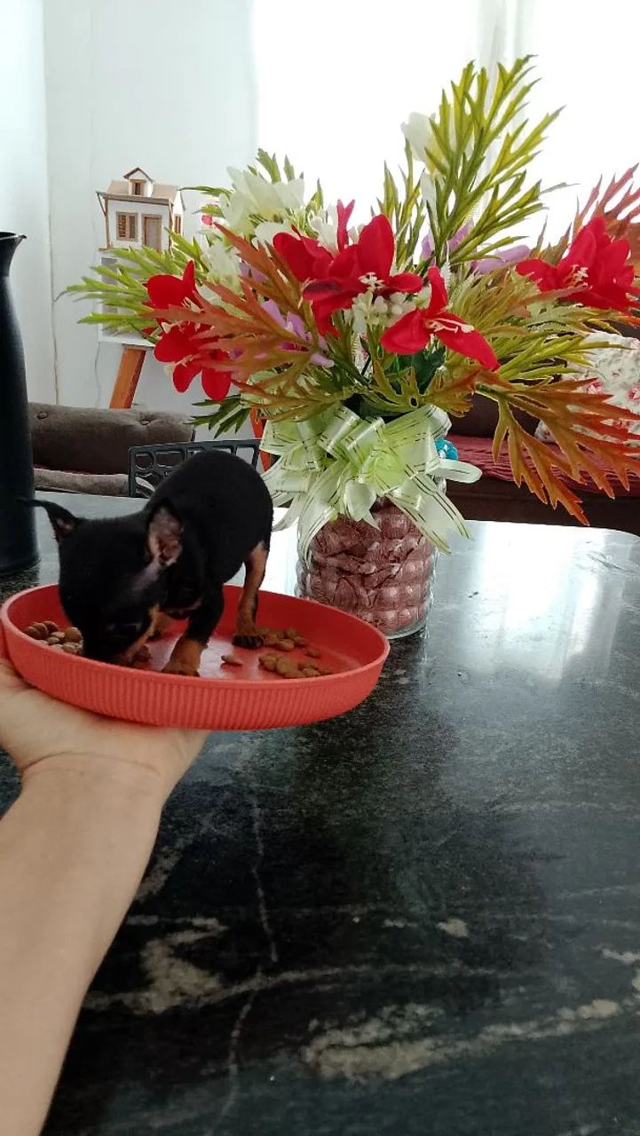 Pinscher miniatura 00  - Foto 2
